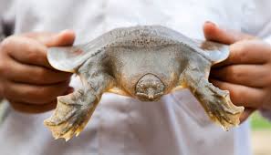 Soft Shell Turtles